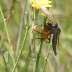 Asilinae sp. (subfamily) at Mugga Mugga Grassland (MMW) - 13 Jan 2024