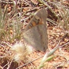 Junonia villida (Meadow Argus) at Symonston, ACT - 13 Jan 2024 by MichaelMulvaney