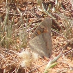 Junonia villida at Undefined Area - 13 Jan 2024 12:12 PM