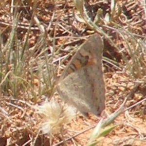 Junonia villida at Mugga Mugga Grassland (MMW) - 13 Jan 2024 12:12 PM