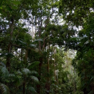 Anetholea anisata at Bindarri National Park - suppressed