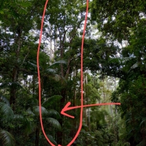 Anetholea anisata at Bindarri National Park - suppressed