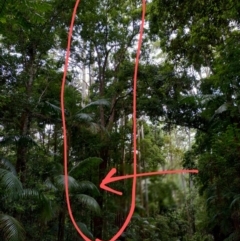 Anetholea anisata at Bindarri National Park - 13 Jan 2024