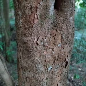 Anetholea anisata at Bindarri National Park - 13 Jan 2024