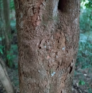 Anetholea anisata at Bindarri National Park - suppressed