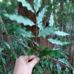 Anetholea anisata at Bindarri National Park - 13 Jan 2024