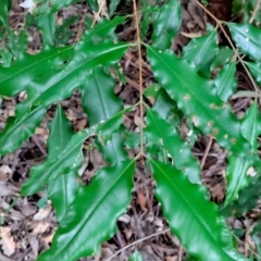 Anetholea anisata at Bindarri National Park - suppressed