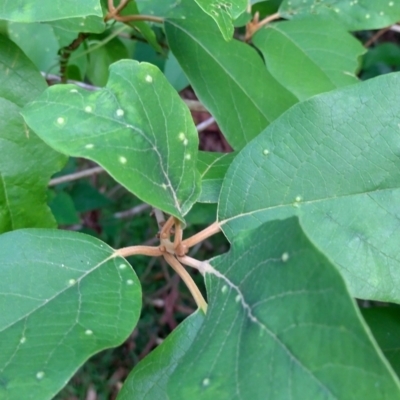 Gmelina leichhardtii (White Beech) at Valery, NSW - 13 Jan 2024 by NJ