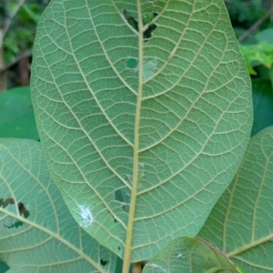 Gmelina leichhardtii at Valery, NSW - 13 Jan 2024