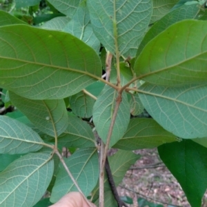 Gmelina leichhardtii at Valery, NSW - 13 Jan 2024