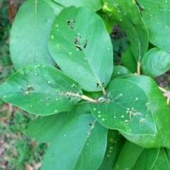 Gmelina leichhardtii at Valery, NSW - 13 Jan 2024