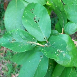 Gmelina leichhardtii at Valery, NSW - 13 Jan 2024 07:15 PM
