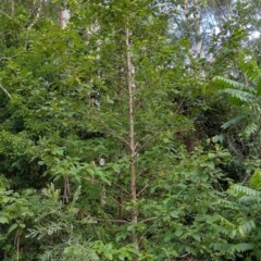 Gmelina leichhardtii at Valery, NSW - 13 Jan 2024 07:15 PM