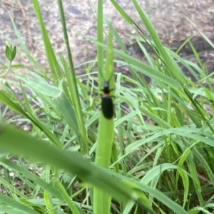 Chauliognathus lugubris at Lyons, ACT - 14 Jan 2024