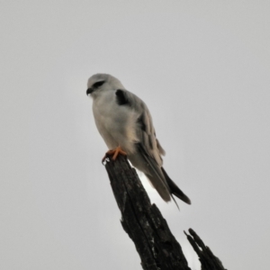 Elanus axillaris at Wingecarribee Local Government Area - 12 Jan 2024