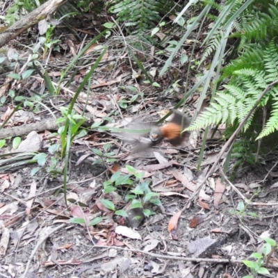 Rhipidura rufifrons (Rufous Fantail) at Morton National Park - 11 Jan 2024 by GlossyGal