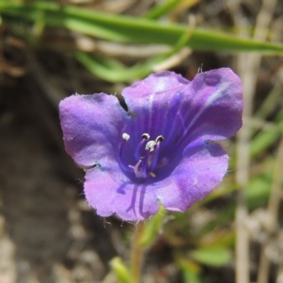 Echium sp. (Paterson's Curse or Viper's Bugloss) at Theodore, ACT - 13 Oct 2023 by michaelb