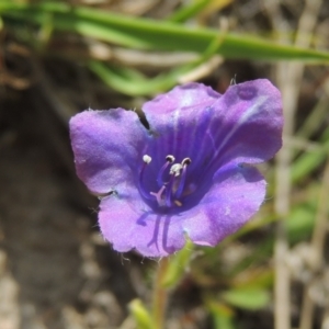 Echium sp. at Tuggeranong Hill - 13 Oct 2023