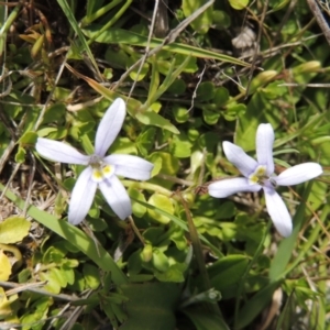 Isotoma fluviatilis subsp. australis at Tuggeranong Hill - 13 Oct 2023 02:23 PM