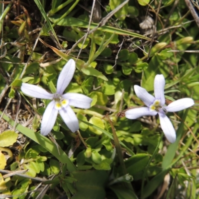 Isotoma fluviatilis subsp. australis (Swamp Isotome) at Theodore, ACT - 13 Oct 2023 by MichaelBedingfield