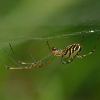 Leucauge dromedaria (Silver dromedary spider) at Downer, ACT - 14 Jan 2024 by RobertD