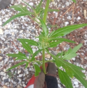 Xanthium spinosum at QPRC LGA - 14 Jan 2024