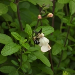 Amegilla (Zonamegilla) asserta (Blue Banded Bee) at Kambah, ACT - 14 Jan 2024 by LineMarie