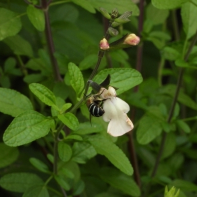 Amegilla (Zonamegilla) asserta (Blue Banded Bee) at Kambah, ACT - 14 Jan 2024 by LineMarie