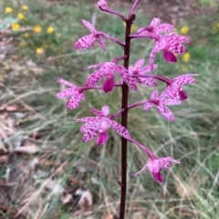 Dipodium punctatum (Blotched Hyacinth Orchid) at Mount Ainslie to Black Mountain - 14 Jan 2024 by SilkeSma