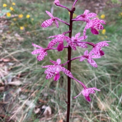 Dipodium punctatum (Blotched Hyacinth Orchid) at Mount Ainslie to Black Mountain - 14 Jan 2024 by SilkeSma