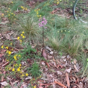 Dipodium punctatum at Mount Ainslie to Black Mountain - 14 Jan 2024