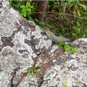 Egernia cunninghami at Umbagong District Park - 14 Jan 2024