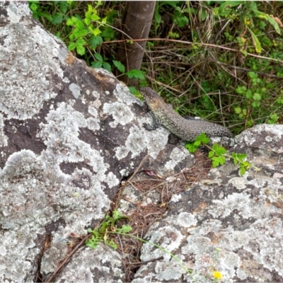 Egernia cunninghami (Cunningham's Skink) at Umbagong District Park - 14 Jan 2024 by Margo