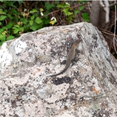 Egernia cunninghami at Umbagong District Park - 14 Jan 2024