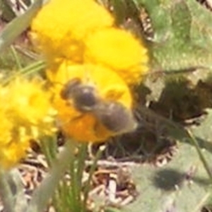 Lasioglossum (Chilalictus) sp. (genus & subgenus) at Mugga Mugga Grassland (MMW) - 13 Jan 2024