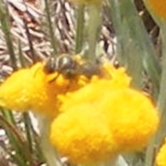 Lasioglossum (Chilalictus) sp. (genus & subgenus) at Mugga Mugga Grassland (MMW) - 13 Jan 2024