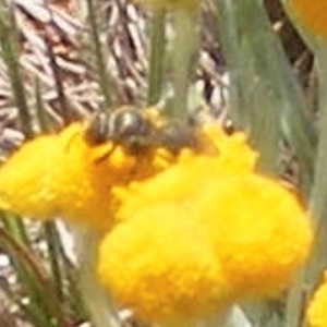 Lasioglossum (Chilalictus) sp. (genus & subgenus) at Mugga Mugga Grassland (MMW) - 13 Jan 2024