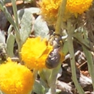 Lasioglossum (Chilalictus) sp. (genus & subgenus) at Mugga Mugga Grassland (MMW) - 13 Jan 2024