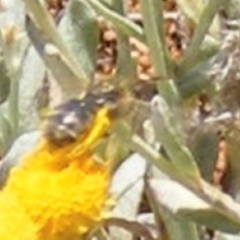 Lasioglossum (Chilalictus) sp. (genus & subgenus) at Mugga Mugga Grassland (MMW) - 13 Jan 2024