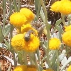 Lasioglossum (Chilalictus) sp. (genus & subgenus) at Mugga Mugga Grassland (MMW) - 13 Jan 2024