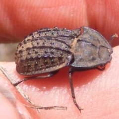 Helea ovata (Pie-dish beetle) at Mugga Mugga Grassland (MMW) - 13 Jan 2024 by MichaelMulvaney