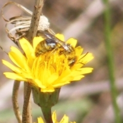 Lasioglossum (Chilalictus) sp. (genus & subgenus) (Halictid bee) at Symonston, ACT - 13 Jan 2024 by MichaelMulvaney
