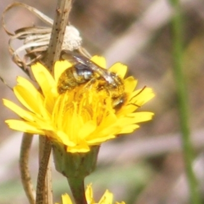 Lasioglossum (Chilalictus) sp. (genus & subgenus) (Halictid bee) at Symonston, ACT - 13 Jan 2024 by MichaelMulvaney