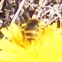 Apis mellifera (European honey bee) at Mugga Mugga Grassland (MMW) - 13 Jan 2024 by MichaelMulvaney