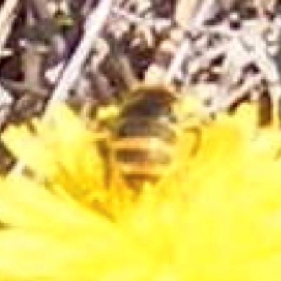 Apis mellifera (European honey bee) at Mugga Mugga Grassland (MMW) - 13 Jan 2024 by MichaelMulvaney