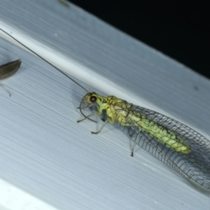 Italochrysa insignis at Ainslie, ACT - 4 Dec 2023