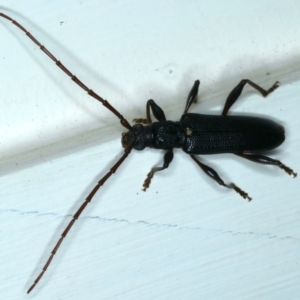 Callidiopis scutellaris at Ainslie, ACT - 4 Dec 2023