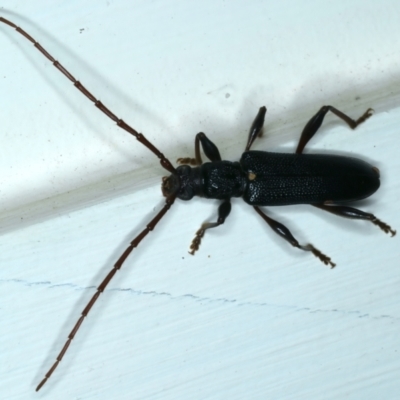 Callidiopis scutellaris (A Longhorn Beetle) at Ainslie, ACT - 4 Dec 2023 by jb2602
