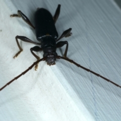 Callidiopis scutellaris at Ainslie, ACT - 4 Dec 2023