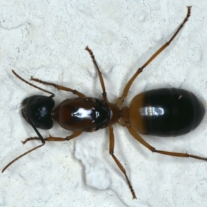 Camponotus consobrinus at Ainslie, ACT - 4 Dec 2023